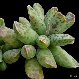 Adromischus cooperi